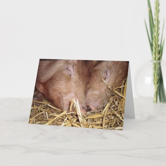 Twee Sweet Sleeping Pigs Foto - Blank Kaarten (Voorkant)