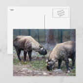 twee takin briefkaart (Voorkant / Achterkant)