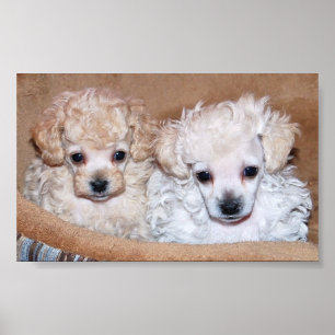 Twee Tan Speelgoed Poodle-Puppies Poster