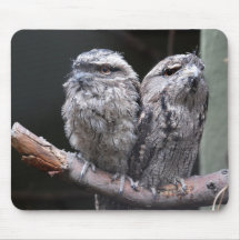 Twee Tawny Frogmouth Birds