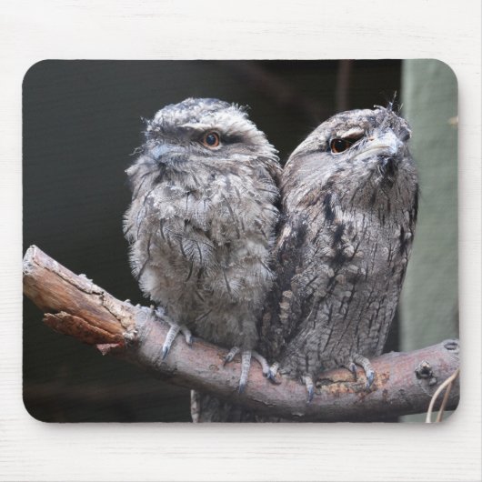 Twee Tawny Frogmouth Vogels Muismat (Voorkant)