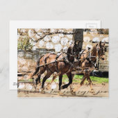 Twee teams van paarden Gemengde Media Collage Briefkaart (Voorkant / Achterkant)