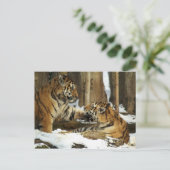 Twee tigers briefkaart (Staand voorkant)