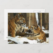 Twee tigers briefkaart (Voorkant / Achterkant)