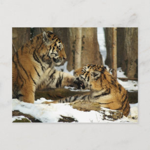 Twee tigers briefkaart
