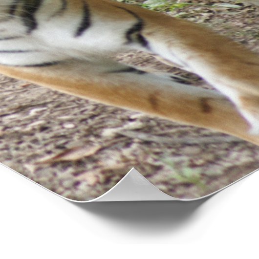 TWEE TIGERS STRUTEREN - WITTE EN BENGTE POSTER (Hoek)