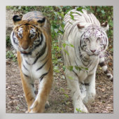 TWEE TIGERS STRUTEREN - WITTE EN BENGTE POSTER (Voorkant)