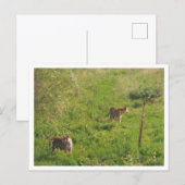 Twee Tijgers Briefkaart (Voorkant / Achterkant)