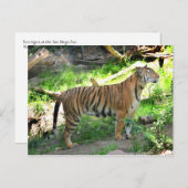 Twee tijgers in de dierentuin van San Diego Briefkaart (Voorkant / Achterkant)