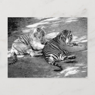 Twee tijgers Zwart en wit foto Briefkaart