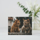 Twee Tom Cats Praten Grappige Kat Briefkaart (Staand voorkant)