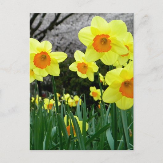 Twee Tone Briefkaart (Voorkant)