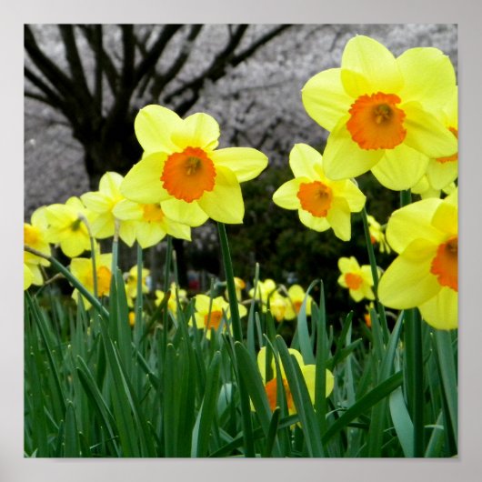 Twee Tone Poster (Voorkant)