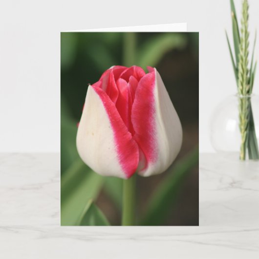 Twee Tons Roze En Witte Tulp Kaart (Voorkant)