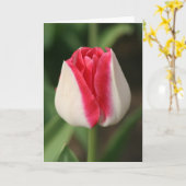 Twee Toon Roze En Witte Tulp Kaart (Gele Bloem)