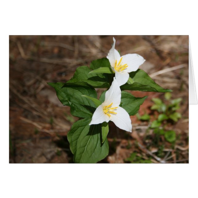 Twee trillium (Voorkant Horizontaal)