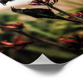 Twee Tui vogels op Nieuw-Zeelands vlas Poster (Hoek)