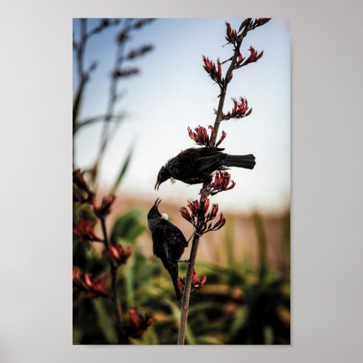 Twee Tui vogels op Nieuw-Zeelands vlas Poster (Voorkant)