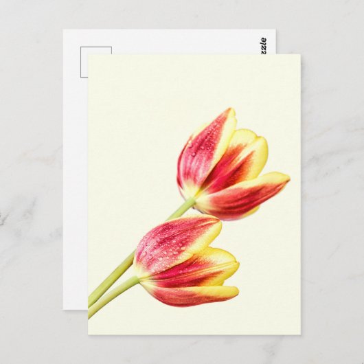 Twee Tulpen Briefkaart (Voorkant / Achterkant)