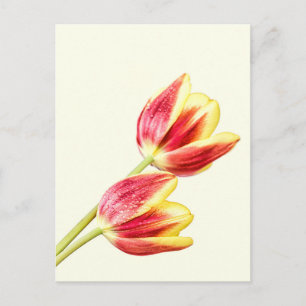 Twee Tulpen Briefkaart