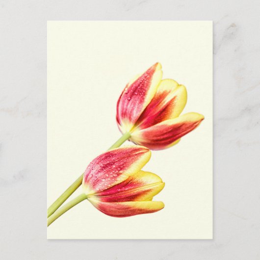 Twee Tulpen Briefkaart (Voorkant)