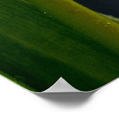 Twee Tulpen Poster (Hoek)