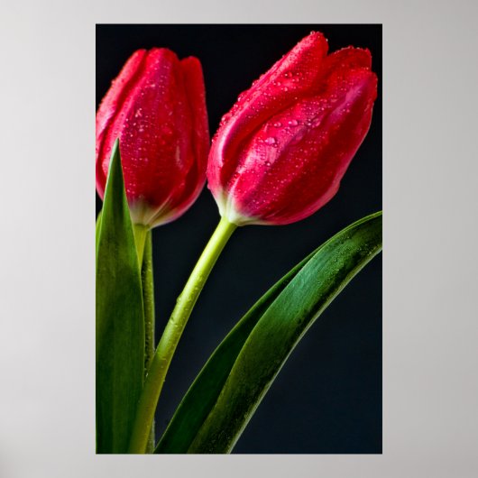Twee Tulpen Poster (Voorkant)