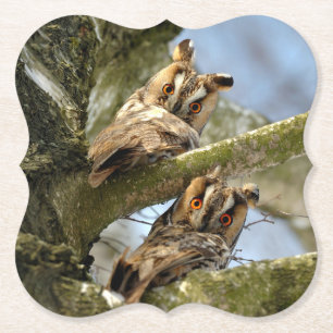 Twee uilen in het bos, vogels, dieren in het wild kartonnen onderzetters