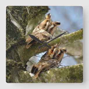 Twee uilen in het bos, vogels, dieren in het wild vierkante klok