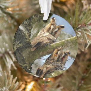 Twee uilen in het bos, vogels, natuur ornament