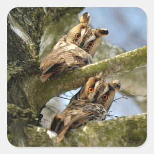 Twee uilen in het bos, vogels, wilde dieren Square Vierkante Sticker
