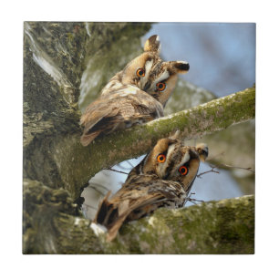 Twee uilen in het bos, vogels, wildlife Keramiek T Tegeltje