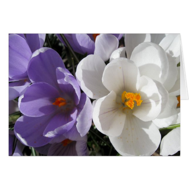 Twee van een soort (Voorkant Horizontaal)