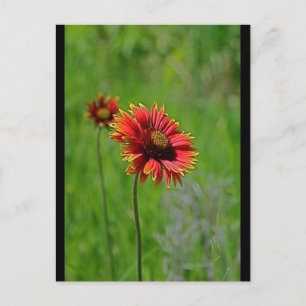 Twee van een soort briefkaart