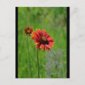 Twee van een soort briefkaart (Voorkant)