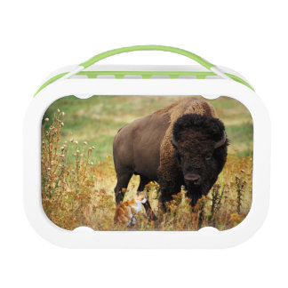 Twee van een soort lunchbox