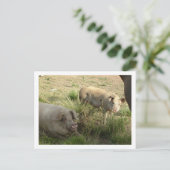 twee varkens briefkaart (Staand voorkant)
