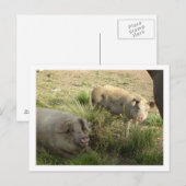 twee varkens briefkaart (Voorkant / Achterkant)