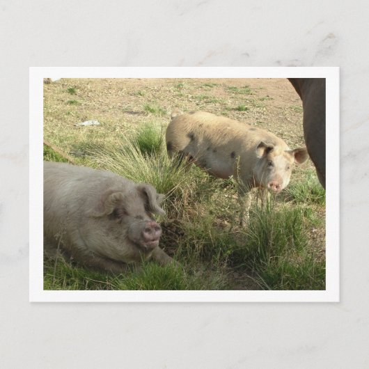 twee varkens briefkaart (Voorkant)