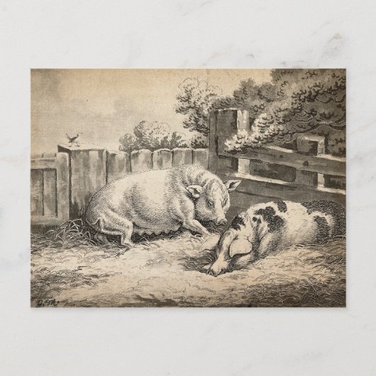 Twee Varkens die in rietje liggen in een buitenpen Briefkaart (Voorkant)