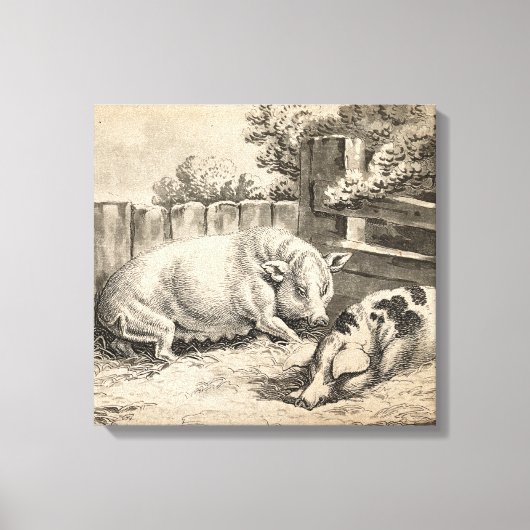 Twee Varkens die in rietje liggen in een buitenpen Canvas Afdruk (Voorkant)