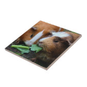 Twee varkens uit Cute Guinee eten groenen Tegeltje (Zijkant)