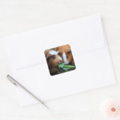 Twee varkens uit Cute Guinee eten groenen Vierkante Sticker (Envelop)