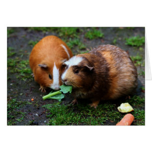 Twee varkens uit Cute Guinee eten Veggies