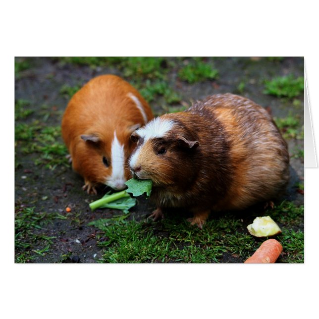 Twee varkens uit Cute Guinee eten Veggies (Voorkant Horizontaal)