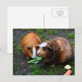 Twee varkens uit Cute Guinee eten Veggies Briefkaart (Voorkant / Achterkant)