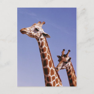 Twee verbonden Giraffes Briefkaart