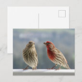 Twee vinken vliegen. briefkaart (Voorkant / Achterkant)