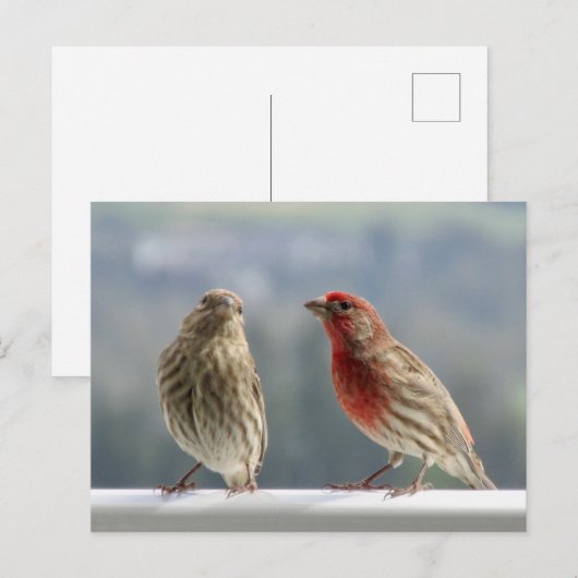 Twee vinken vliegen. briefkaart (Voorkant / Achterkant)