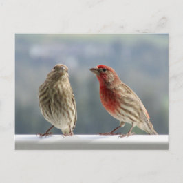 Twee vinken vliegen. briefkaart